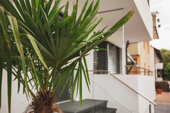 Rent holiday villa in Heidelberg BS Milla Estate. Entrance area of white house with palm tree.
